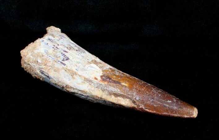 Large / Inch Spinosaurus Tooth #4005